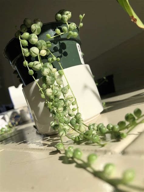 string of pearls watering guide